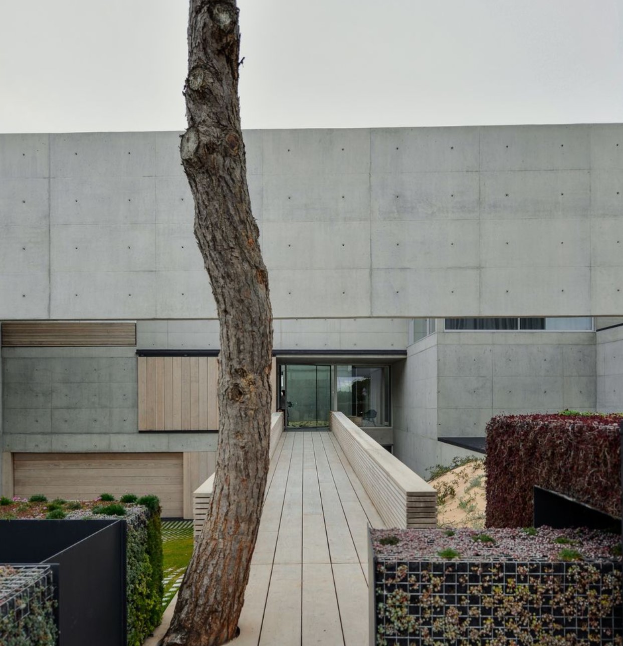 Pathway leading to a concrete mansion with a big tree in the middle