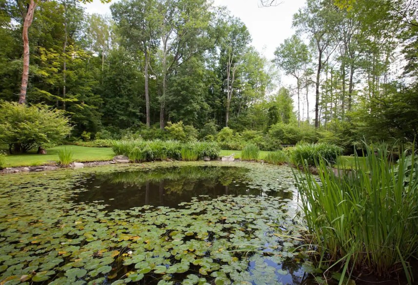 lily pond on cabin's property