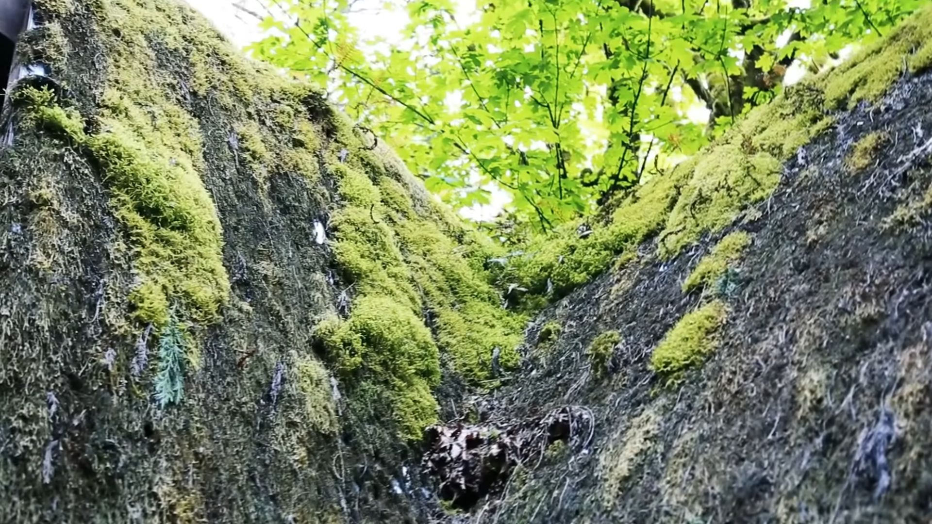 moss on the roof