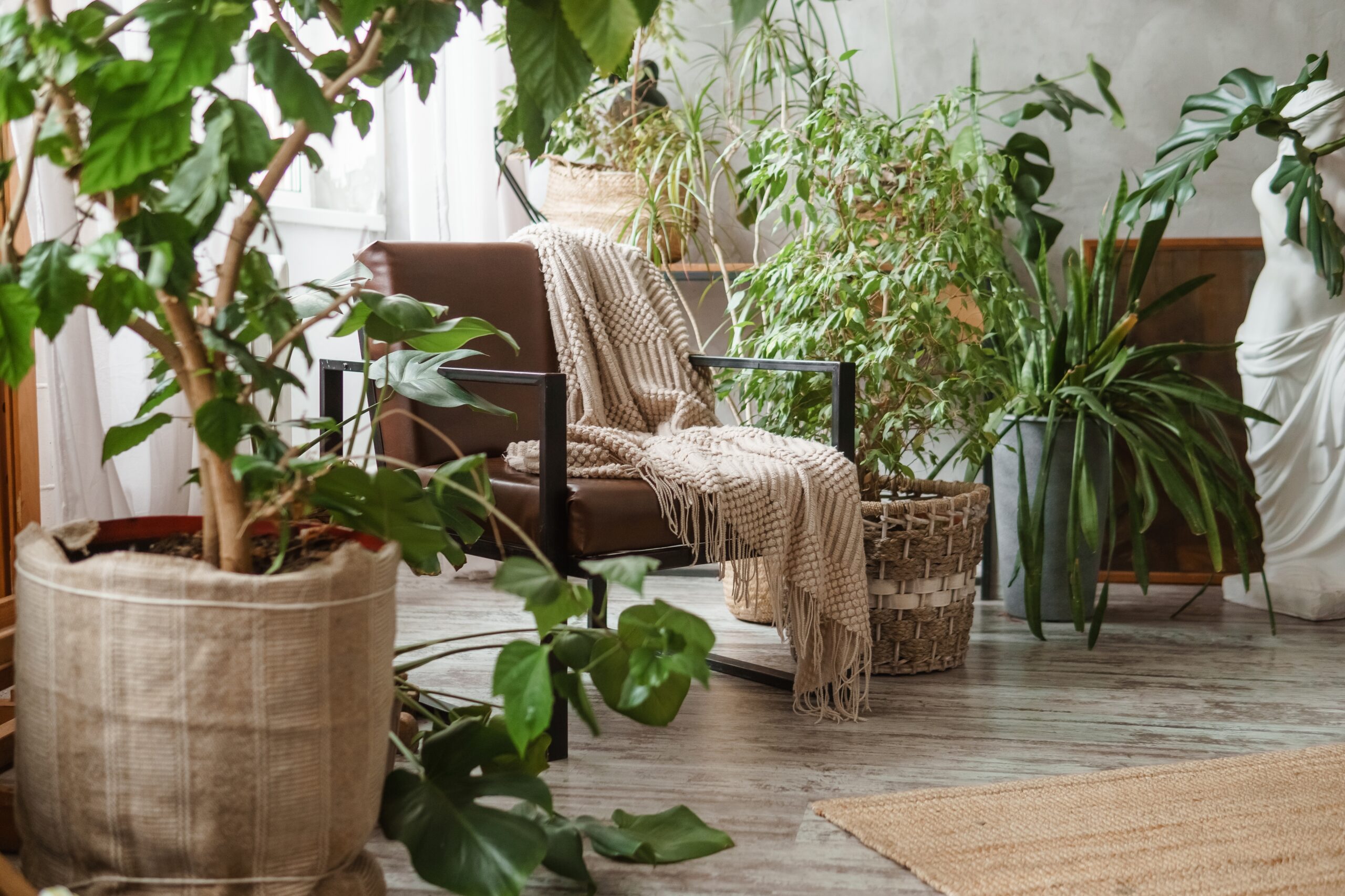 House plants in a room with a chair