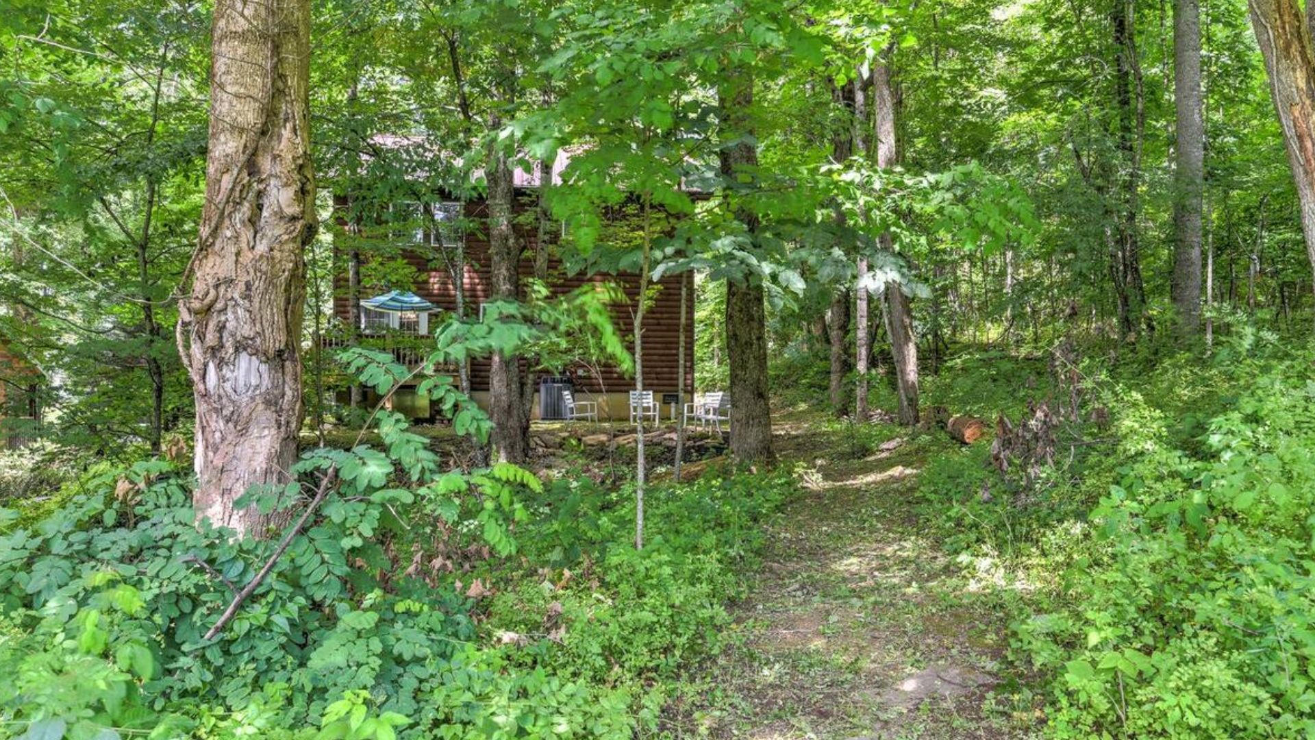 woods around the fairytale cabin