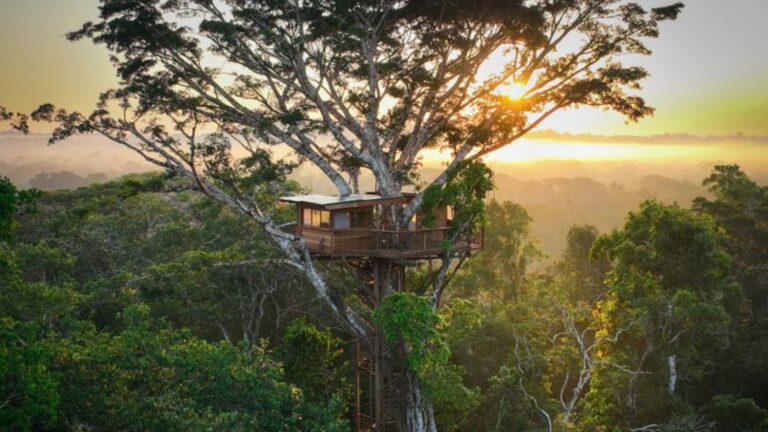 treetop homes around the world