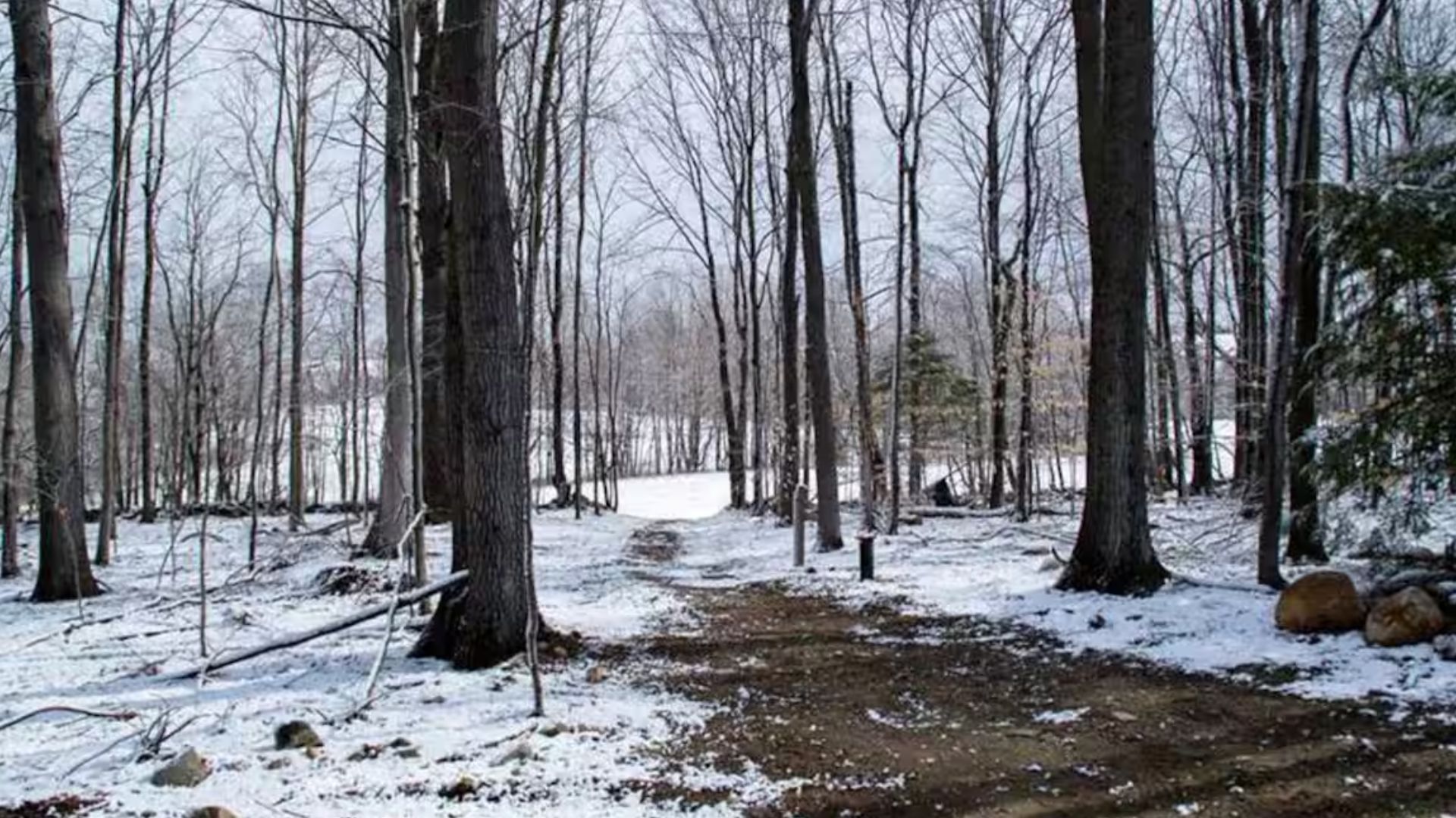 path in the woods near the cabin