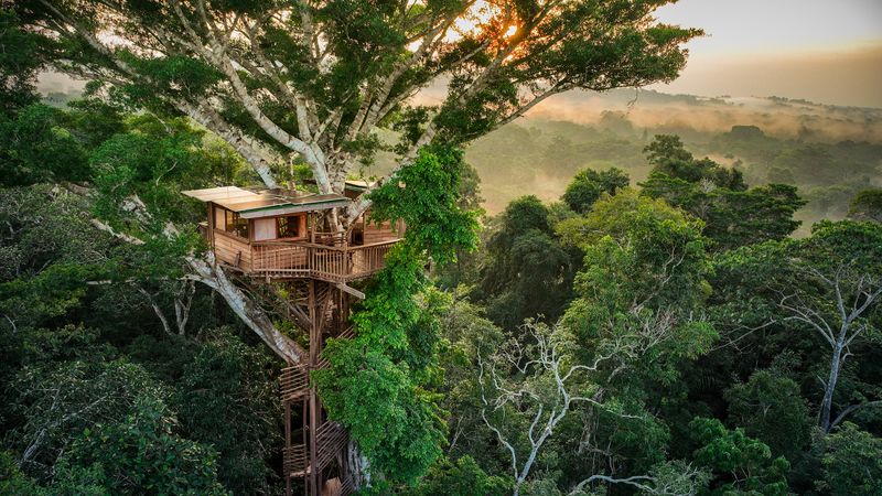 Jungle Canopy Treehouse