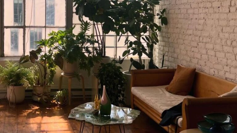plants in a living room
