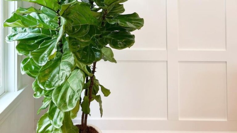 fiddle leaf fig