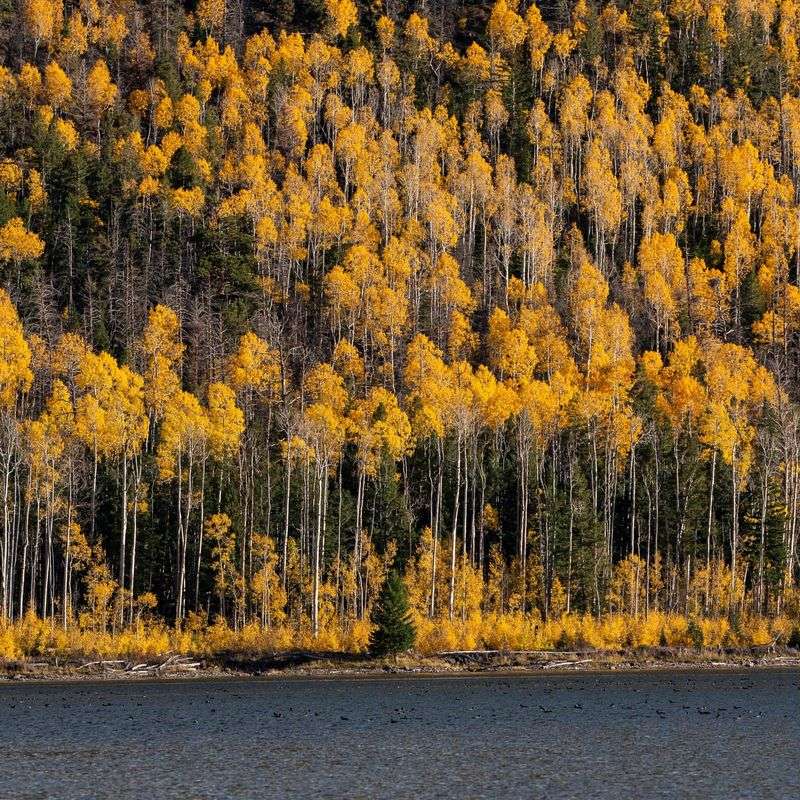 Aspen