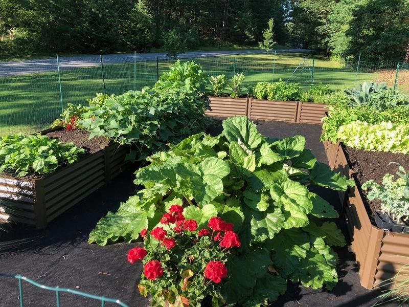 Bountiful Vegetable Patches