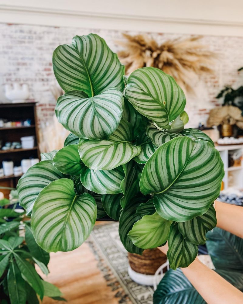 Calathea Orbifolia