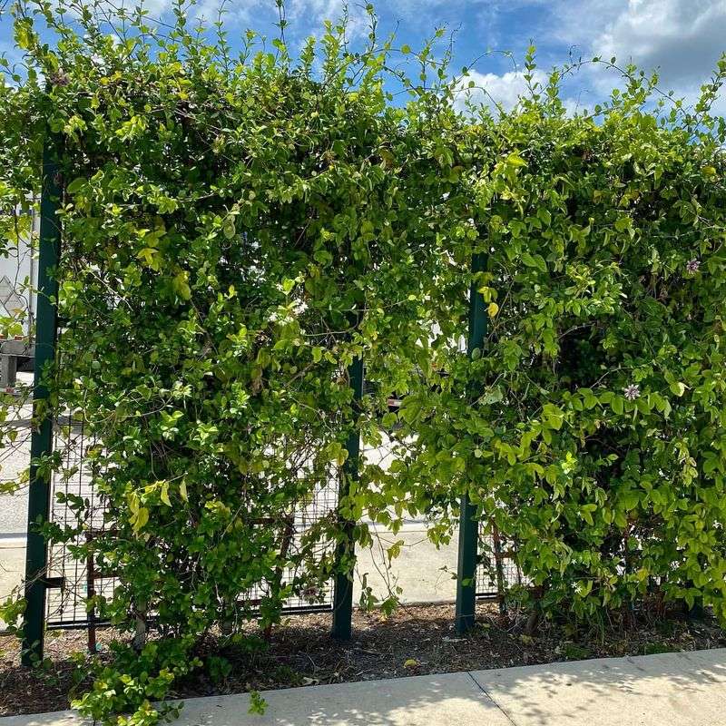 Chain Link with Vines