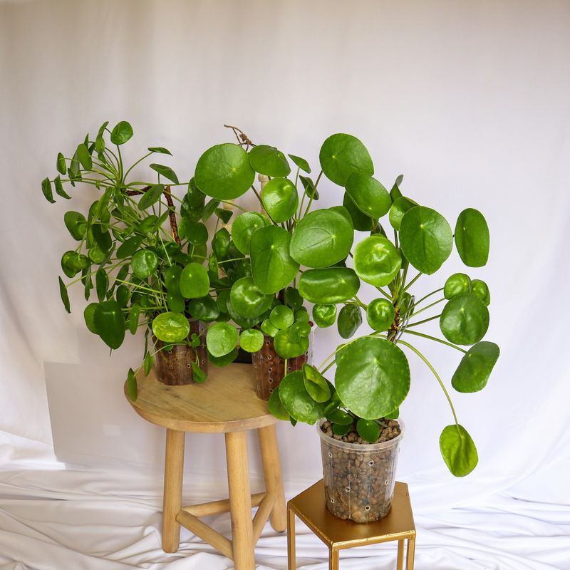 Chinese Money Plant