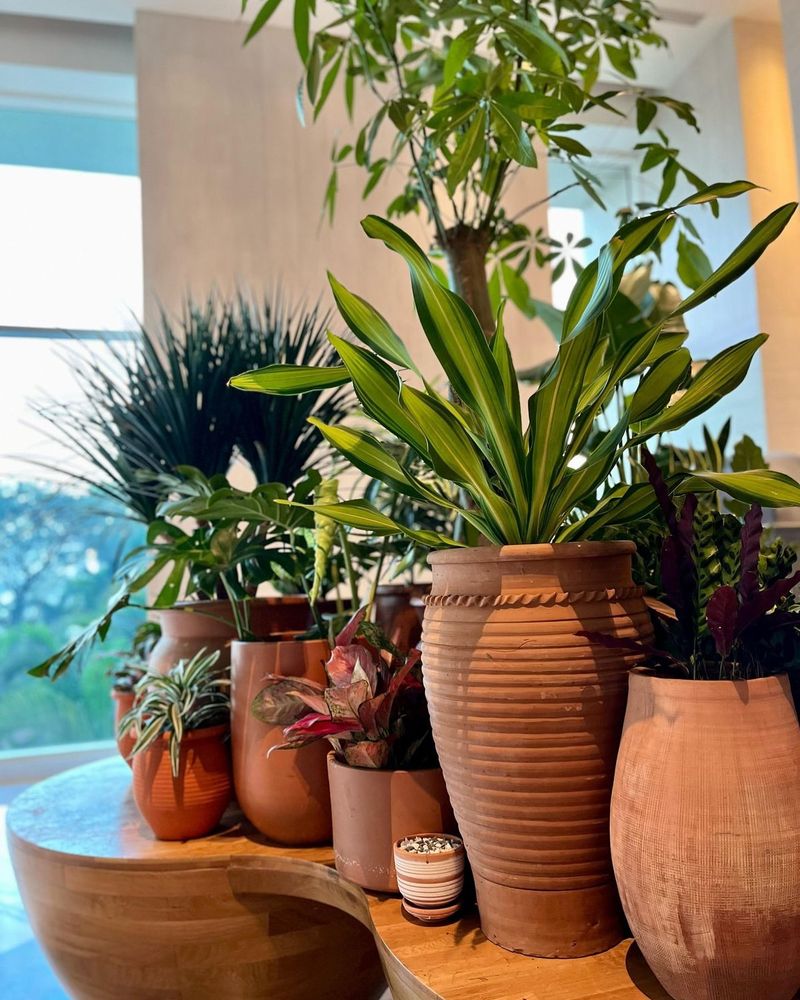 Clay Pot Planters