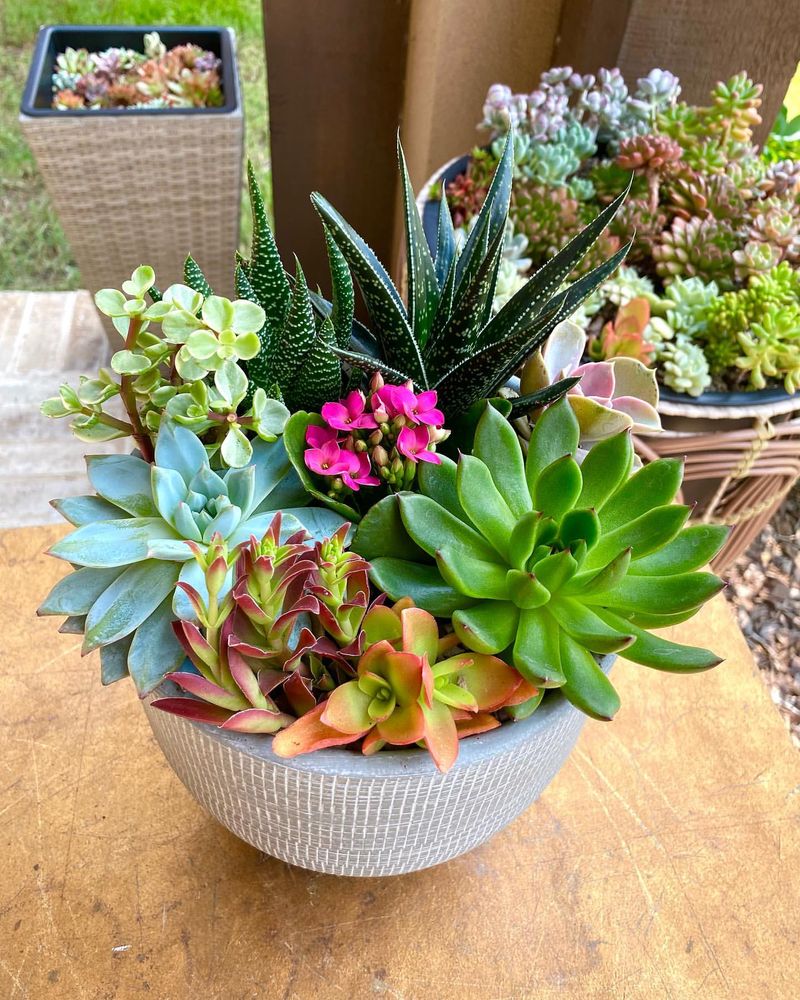 Colorful Succulent Corner