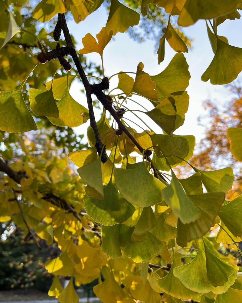 Ginkgo Biloba