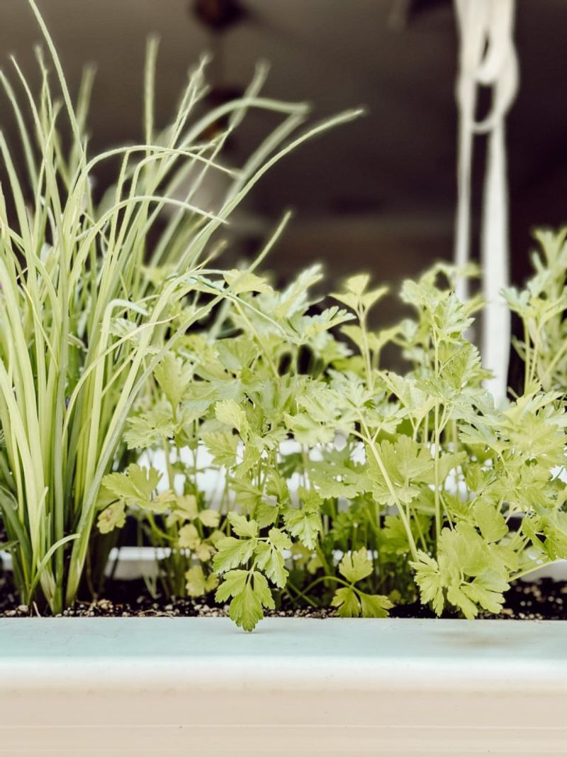 Herb Garden Windowsill