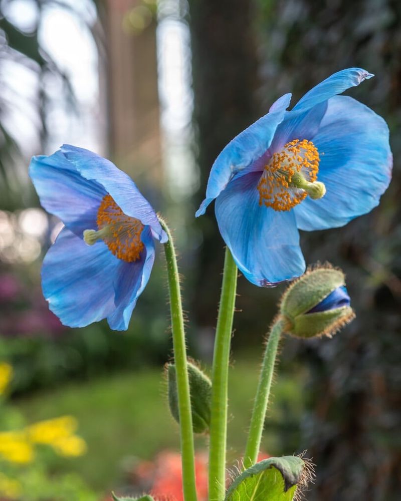 Himalayan Blue Poppy