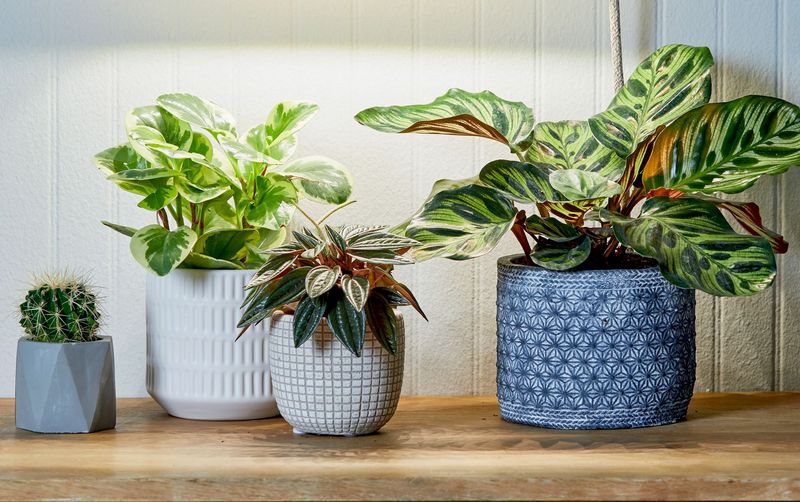 House Plants with Pests