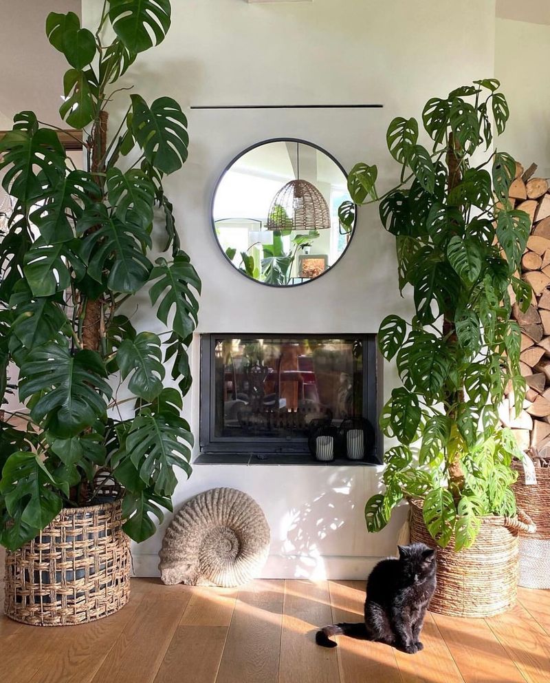 Houseplants Galore