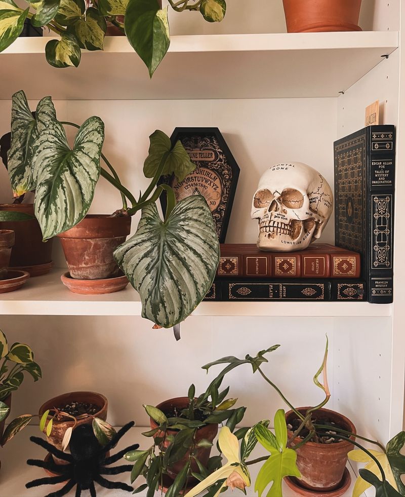 Houseplants