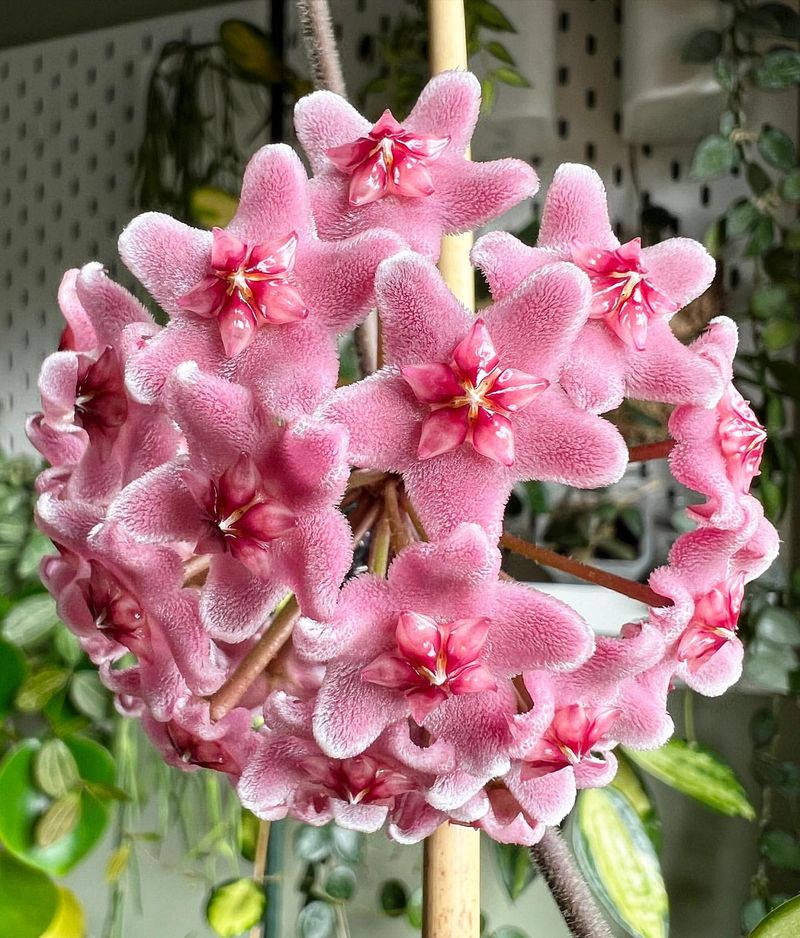 Hoya Carnosa