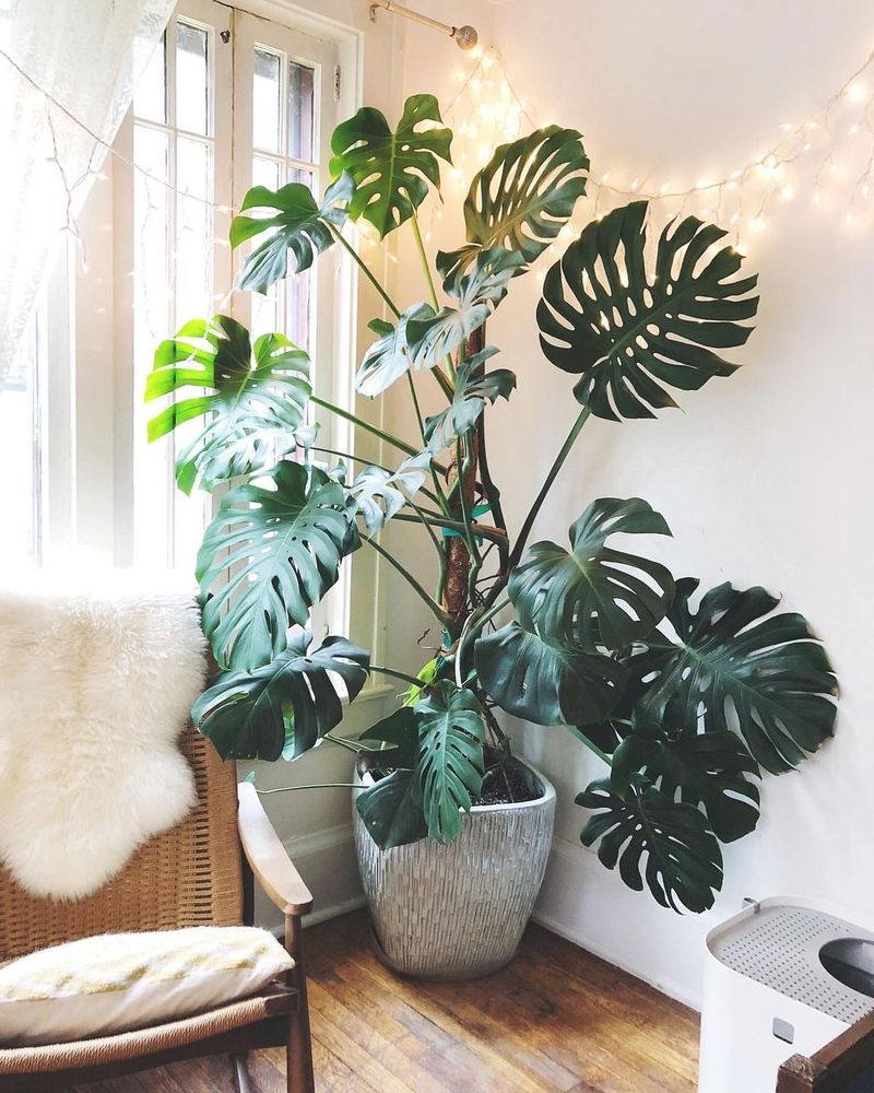 Indoor Greenery