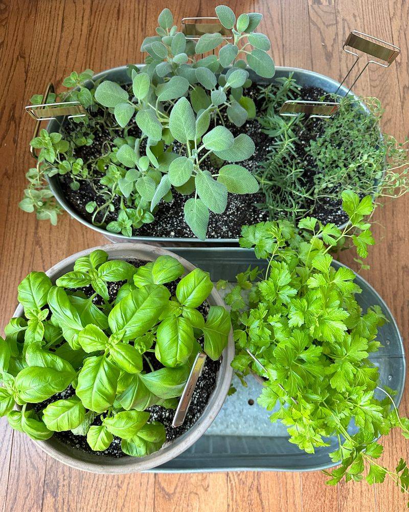 Indoor Herb Garden