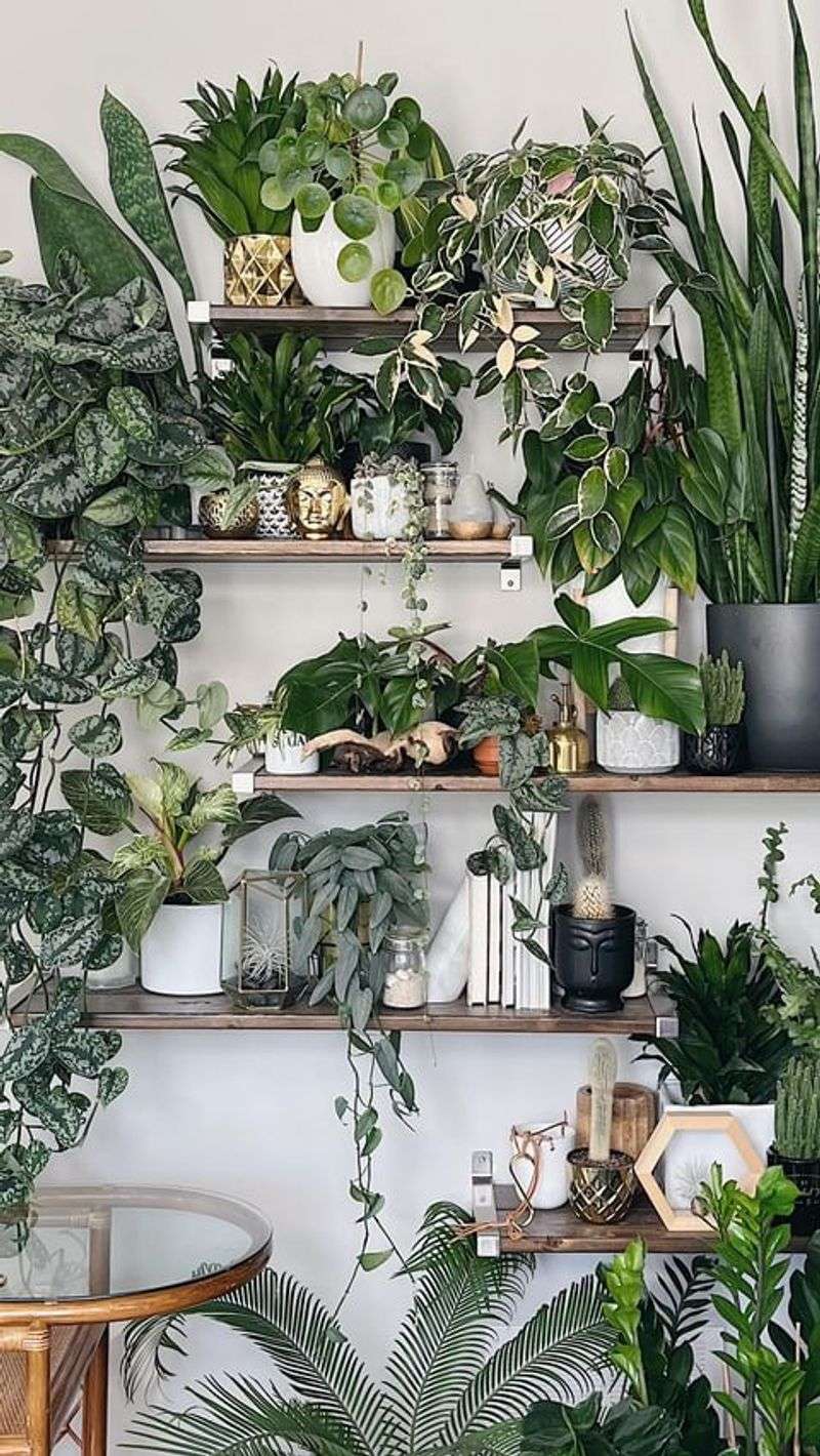 Indoor Plant Oasis