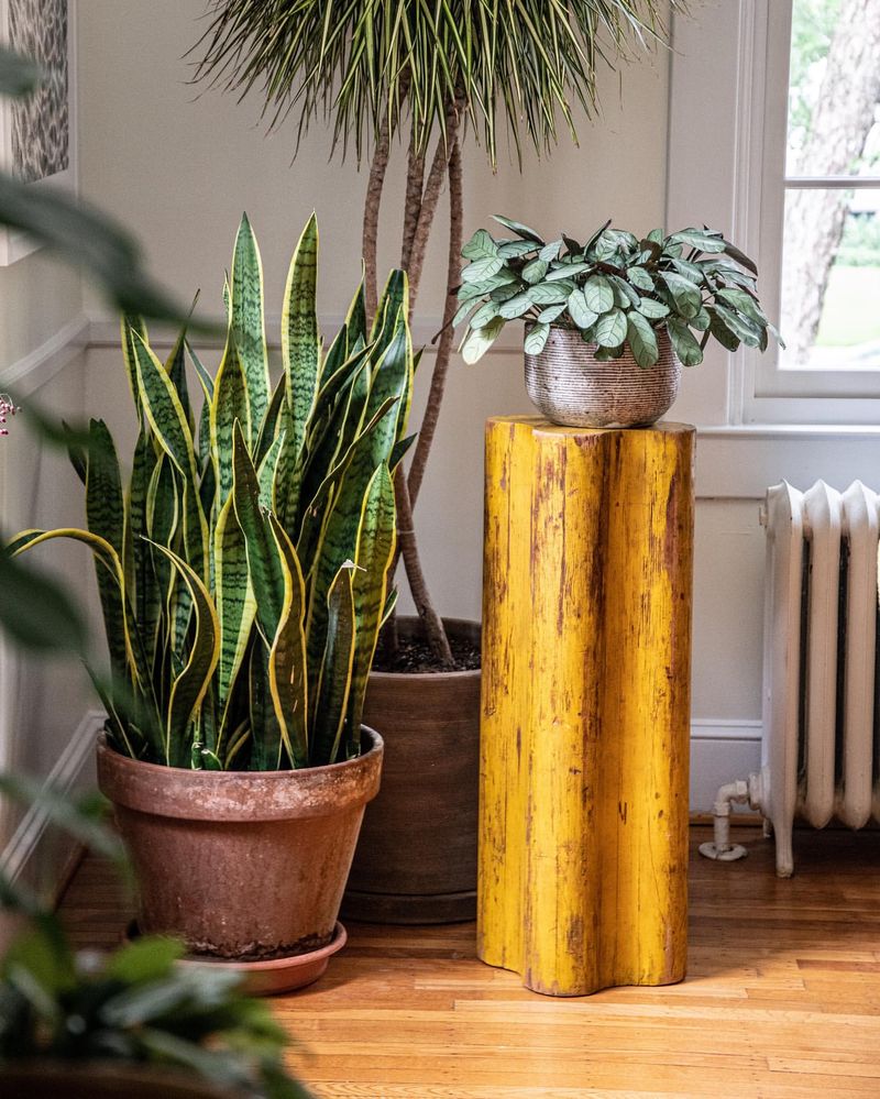 Indoor Plant Stand