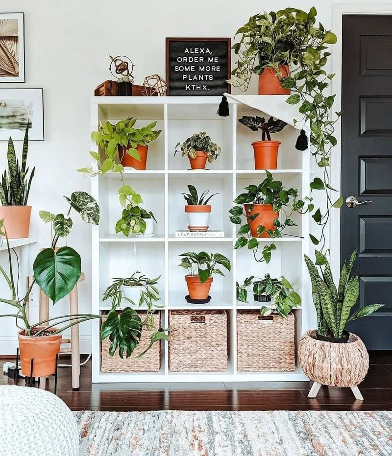 Indoor Plants