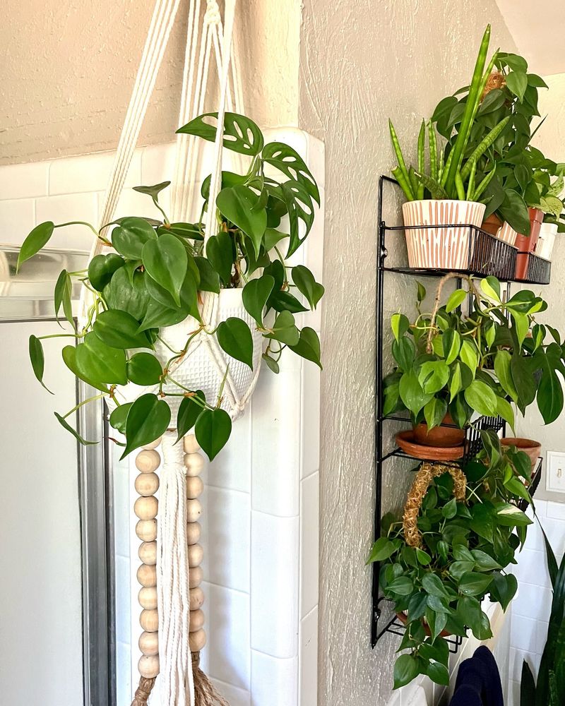 Indoor Plants