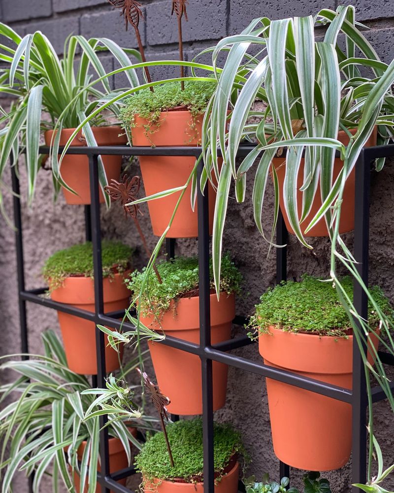 Indoor Vertical Garden