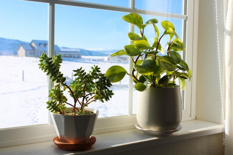 Introduce Indoor Plants