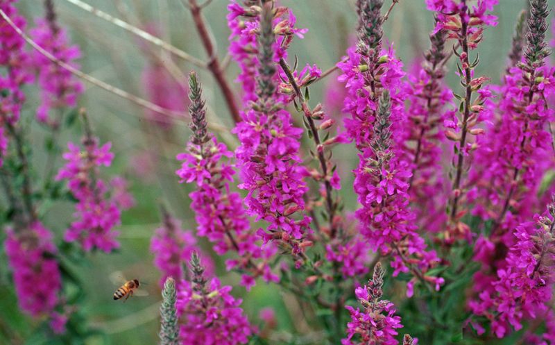 Invasive Plant Species