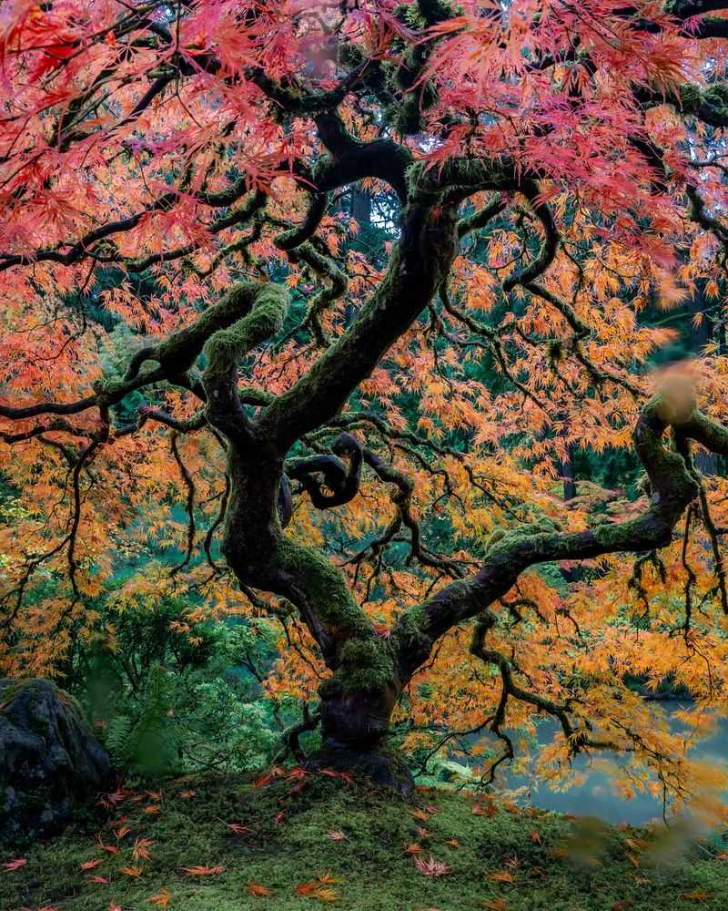 Japanese Maple