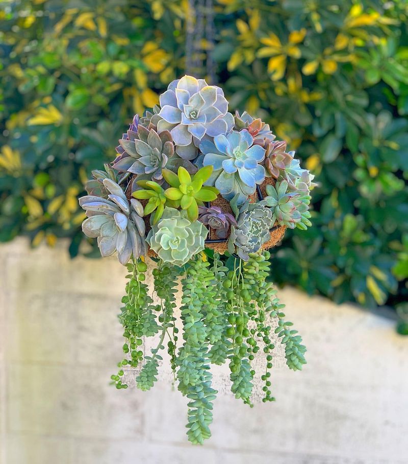 Jellyfish Succulent