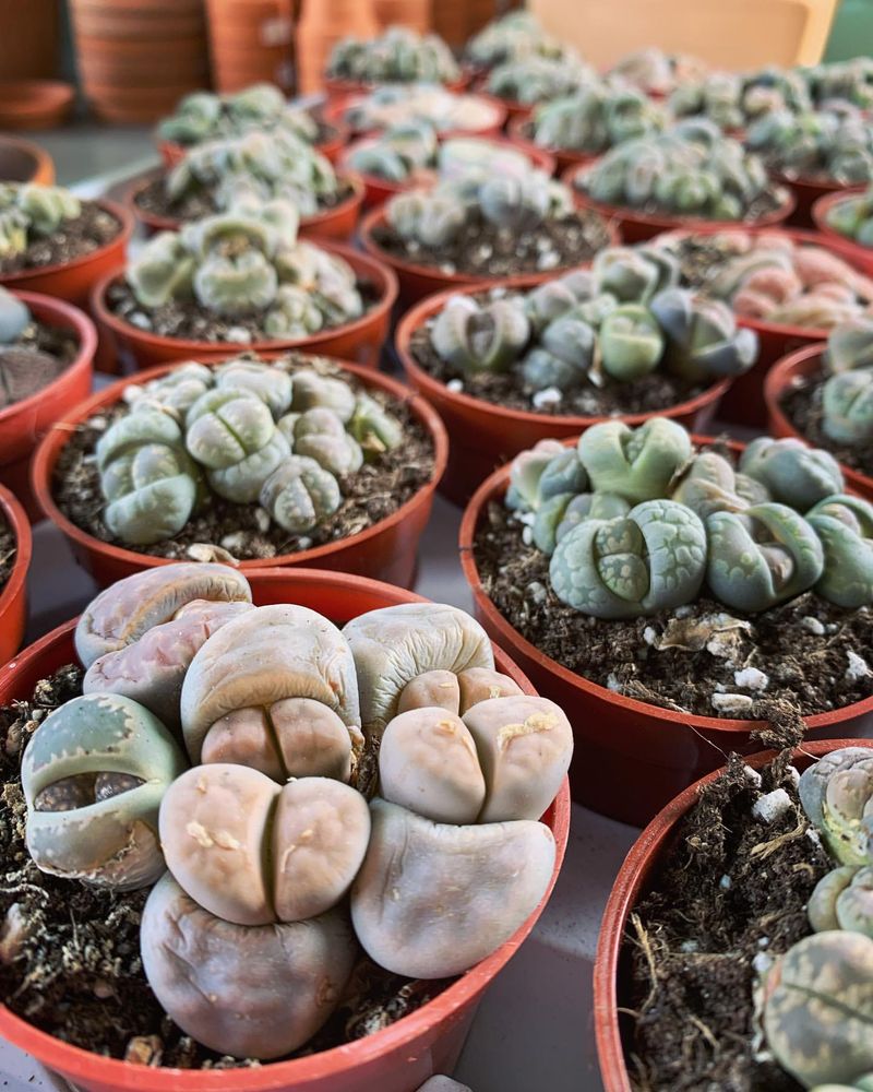 Lithops