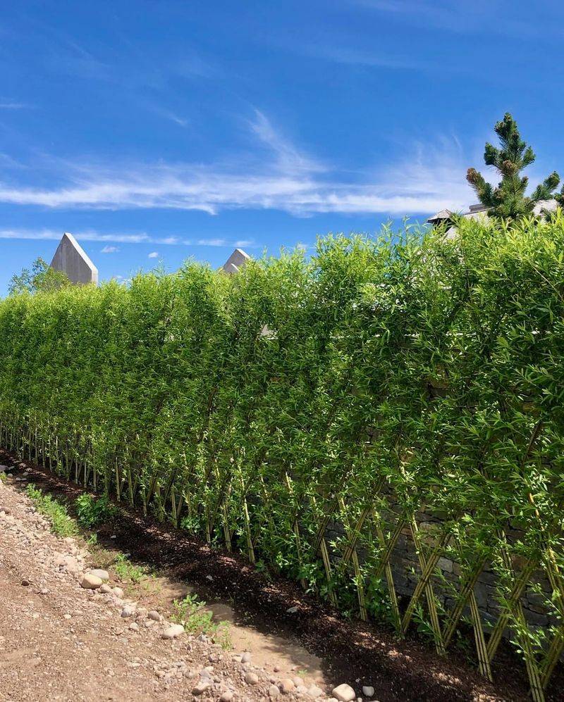 Living Hedge Fence