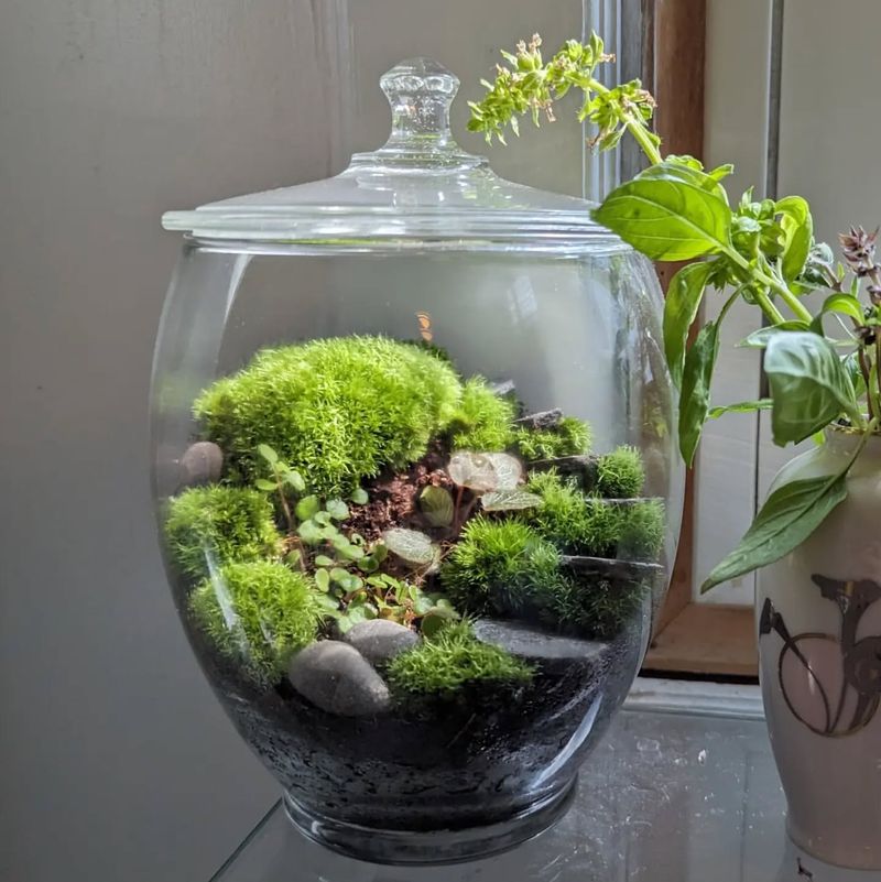 Moss Terrarium