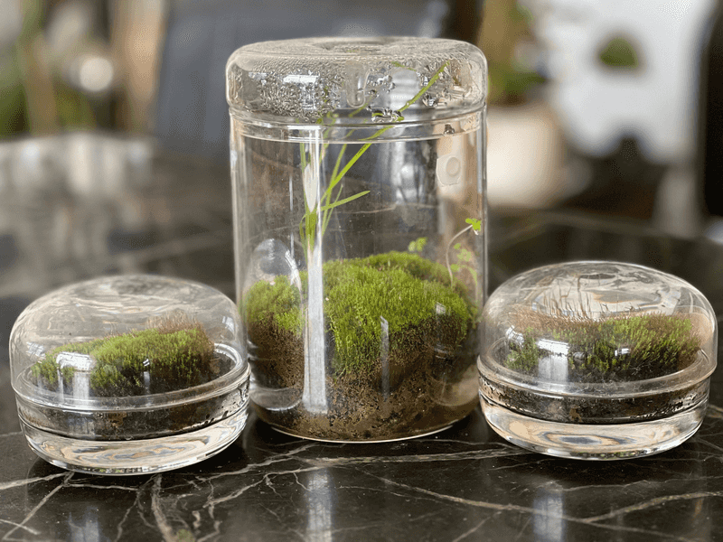 Moss Terrarium