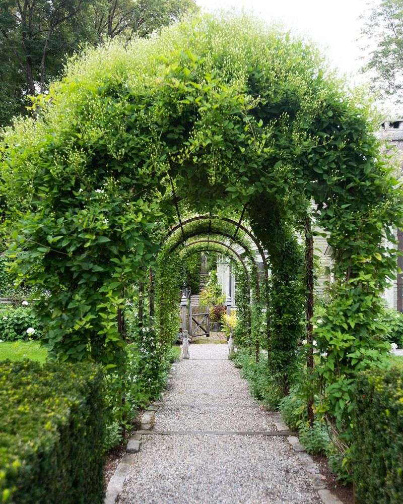 Natural Vine-Covered Arch