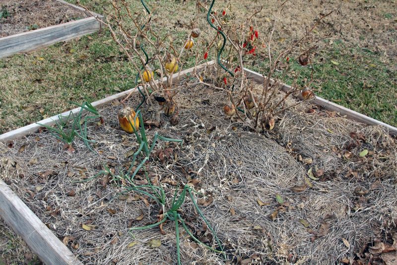 Neglected Vegetable Patches