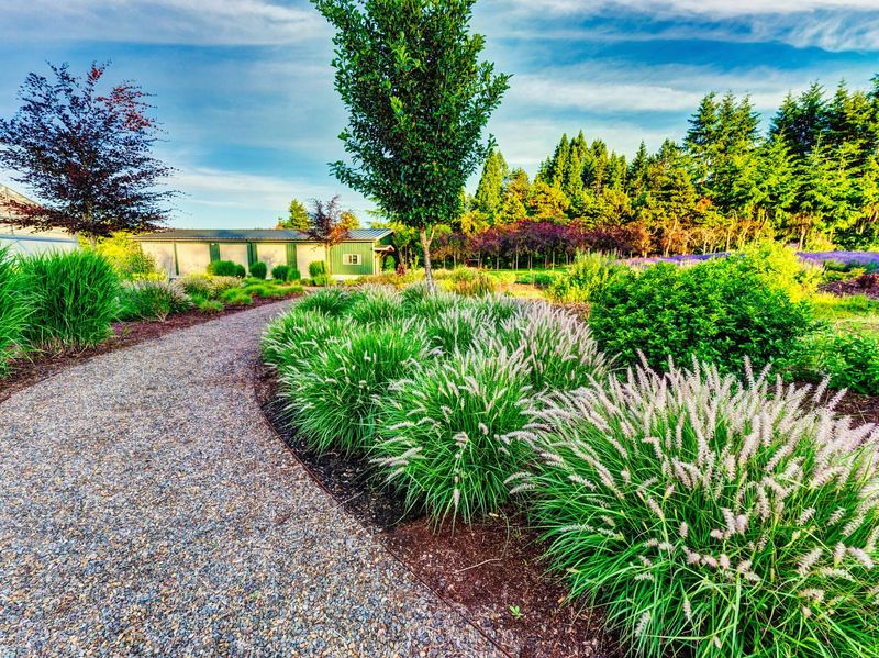 Ornamental Grasses