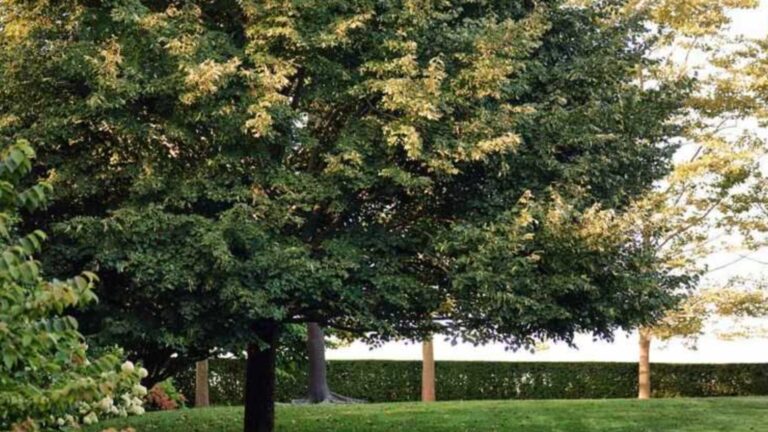Planting These 20 Trees In Your Yard Can Add Thousands To Your Property Value