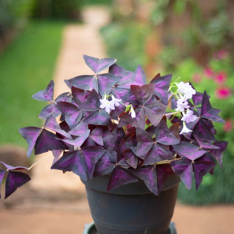 Purple Shamrock