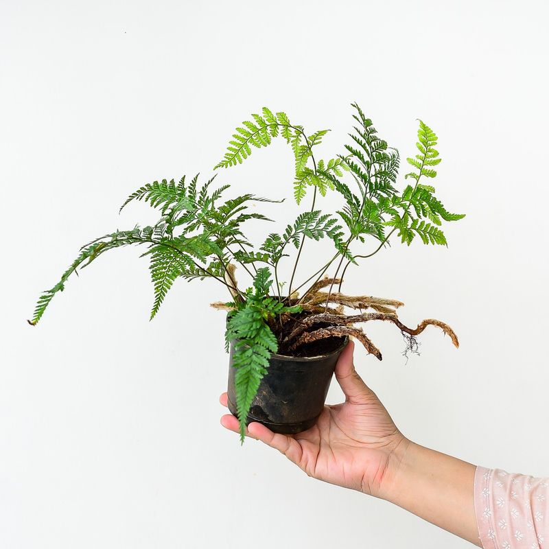 Rabbit's Foot Fern