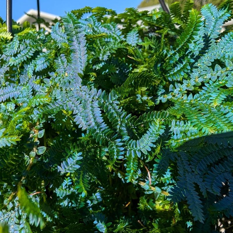 Rainbow Fern