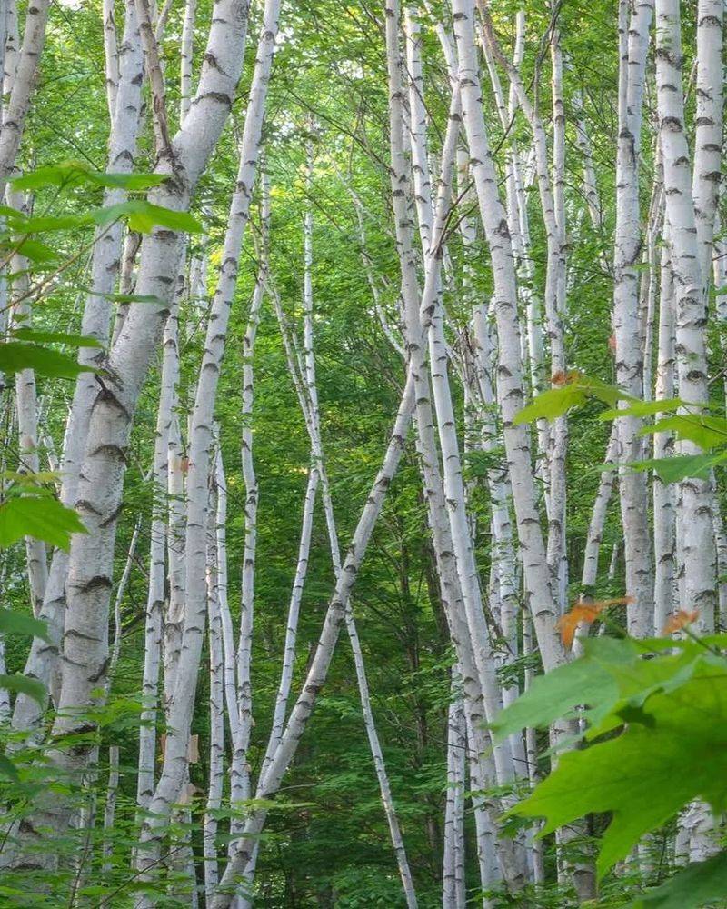 Silver Birch