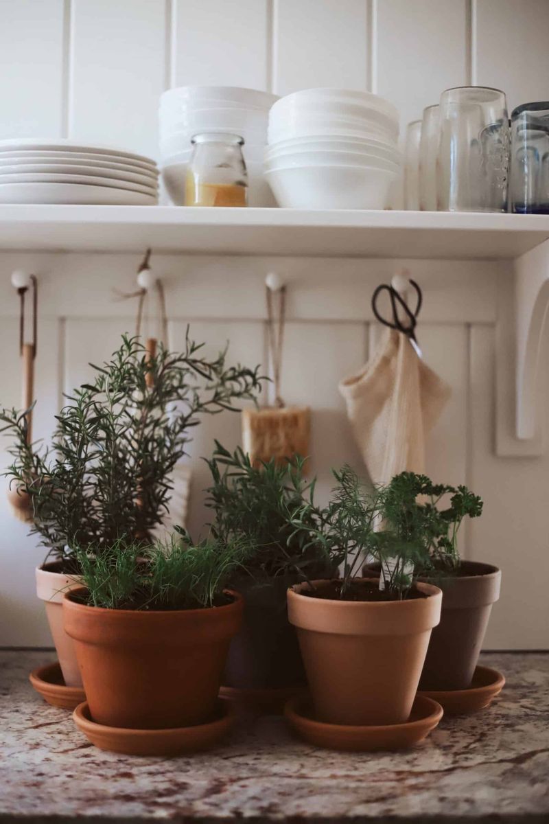 Terracotta Planters