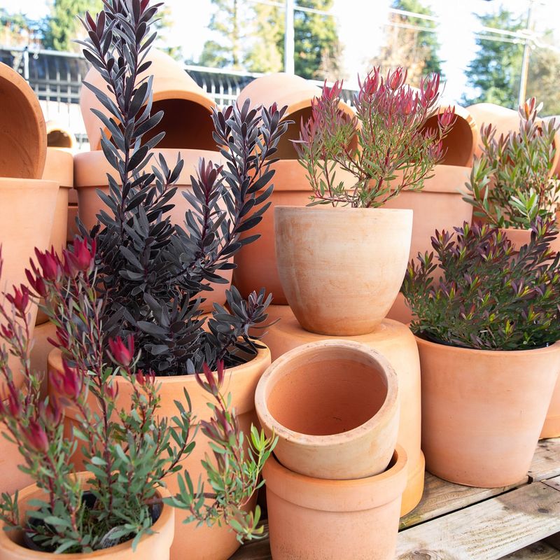 Terracotta Pots