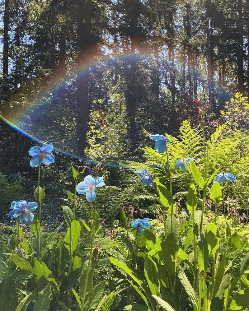 The Fairy Ring Meadow